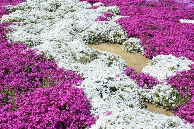 🔥⏰Last Day 70%OFF - ✨Creeping Thyme seeds for four seasons🏡| Create your perfect lawn here🌼