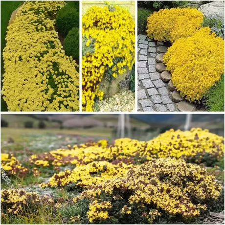 🔥⏰Last Day 70%OFF - ✨Creeping Thyme seeds for four seasons🏡| Create your perfect lawn here🌼