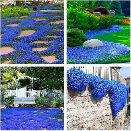 🔥⏰Last Day 70%OFF - ✨Creeping Thyme seeds for four seasons🏡| Create your perfect lawn here🌼