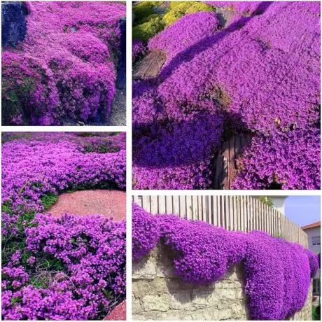 🔥⏰Last Day 70%OFF - ✨Creeping Thyme seeds for four seasons🏡| Create your perfect lawn here🌼