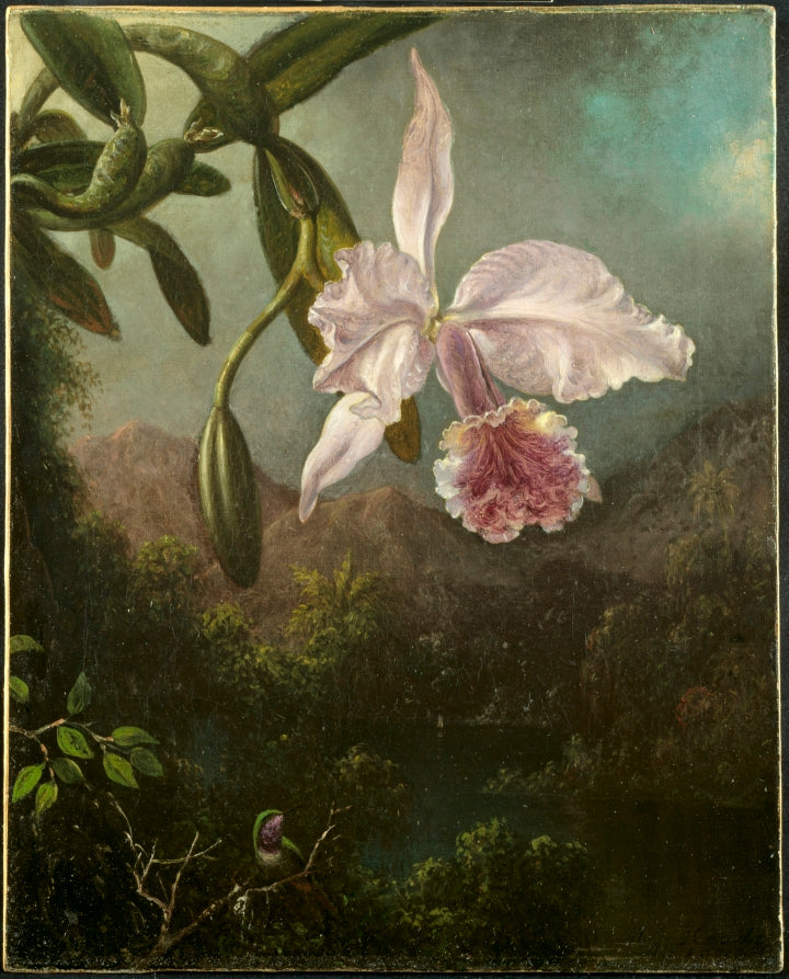 Orchid Blossoms by Martin Johnson Heade (American, 1819–1904) - Classic Art canvas print