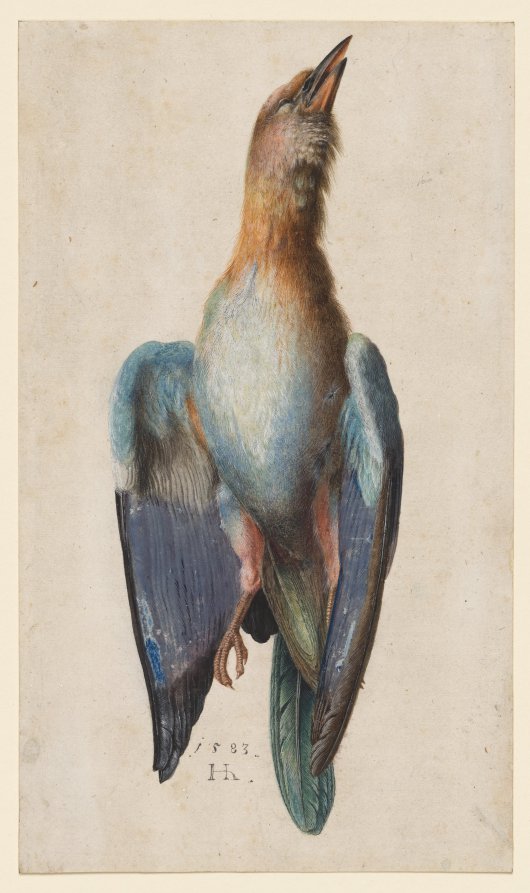 Dead Blue Roller by Hans Hoffmann (German, 1545/50–1591/92) - Classic Art canvas print