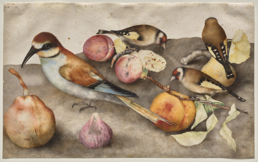 Still Life with Birds and Fruit by Giovanna Garzoni (Italian, 1600–1670) - Classic Art canvas print