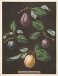 Pomona Britannica  No. 17 - Plums by George Brookshaw (British, 1751–1823) - Classic Art canvas print