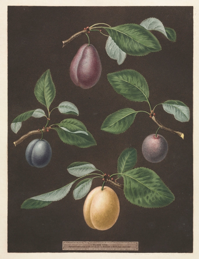 Pomona Britannica  No. 17 - Plums by George Brookshaw (British, 1751–1823) - Classic Art canvas print