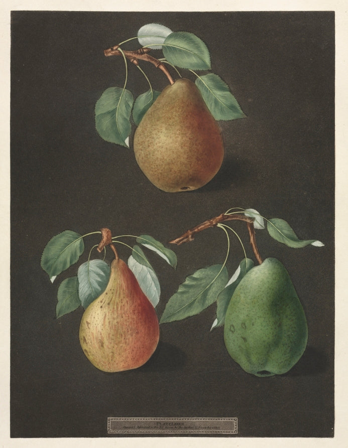 Pomona Britannica  No. 82 - Pears by George Brookshaw (British, 1751–1823) - Classic Art canvas print