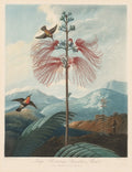 Large Flowering Sensitive Plant, Plate 16 by Joseph Constantine Stadler (German, active 1780–1822) - Classic Art canvas print