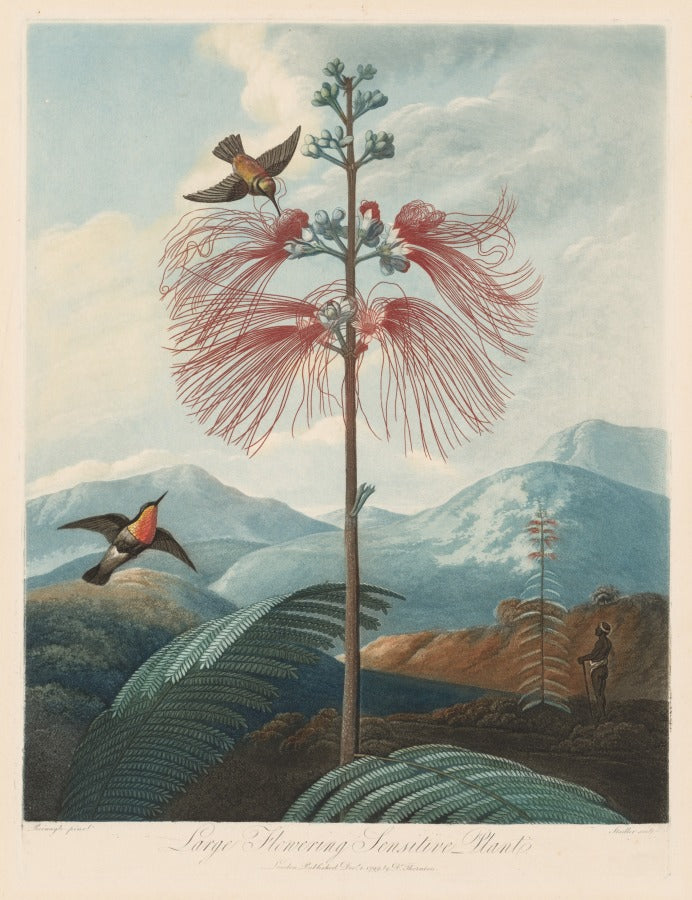 Large Flowering Sensitive Plant, Plate 16 by Joseph Constantine Stadler (German, active 1780–1822) - Classic Art canvas print