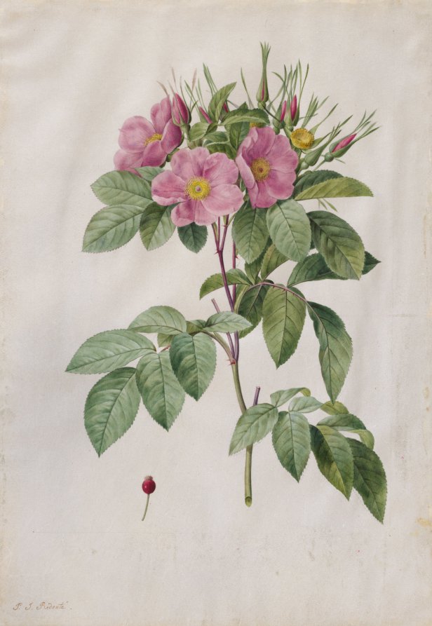 Pasture Rose Rosa Carolina Corymbosa by Pierre-Joseph Redouté (French, 1759–1840) - Classic Art canvas print