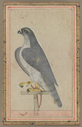 Falcon by  - Classic Art canvas print