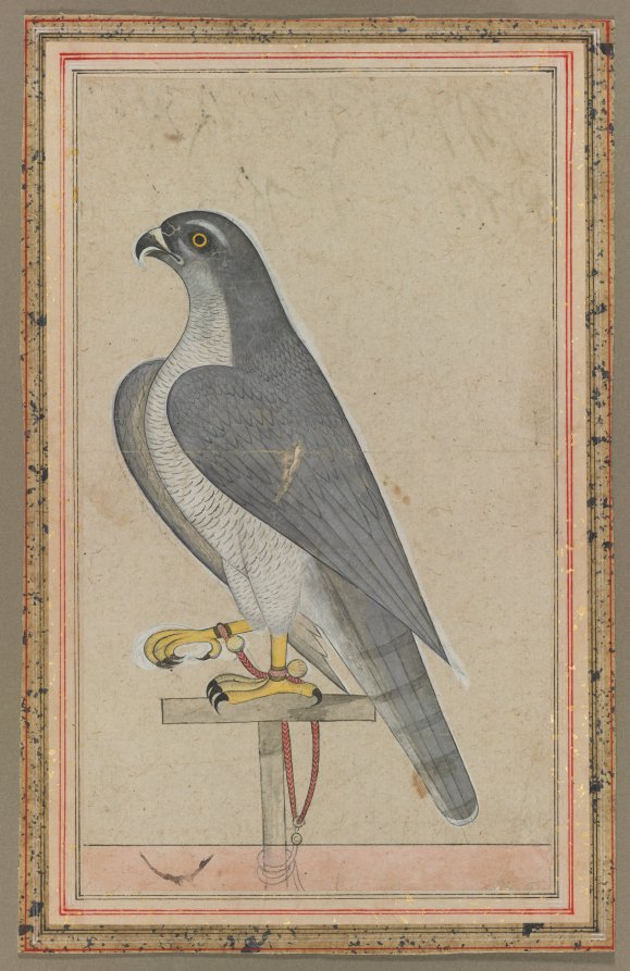 Falcon by  - Classic Art canvas print
