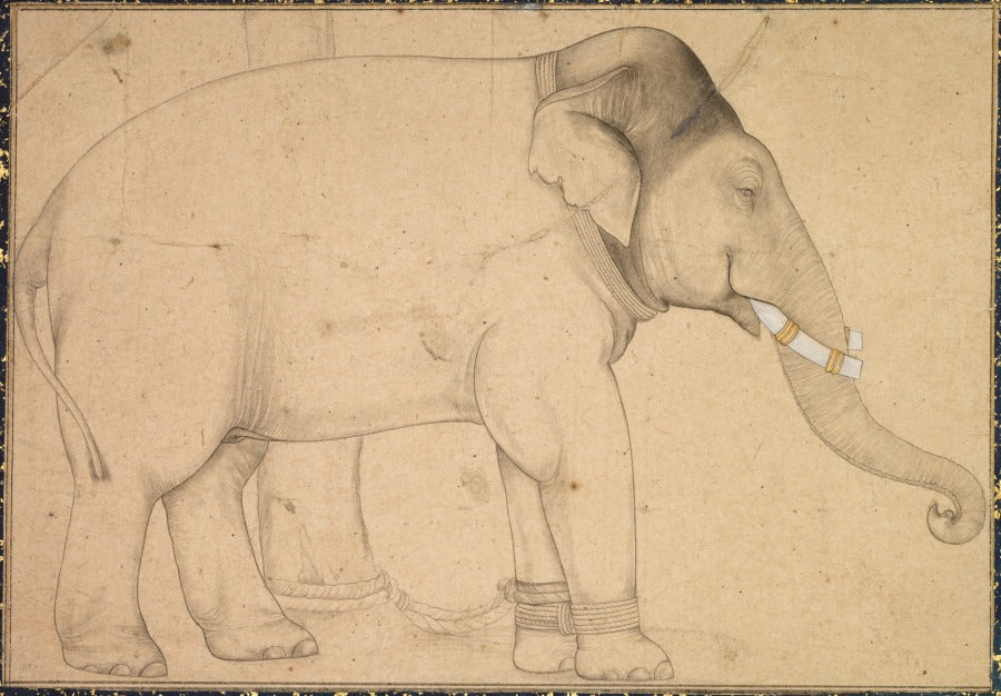 Drawing of an Elephant by  - Classic Art canvas print