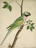Green Parrot by  - Classic Art canvas print