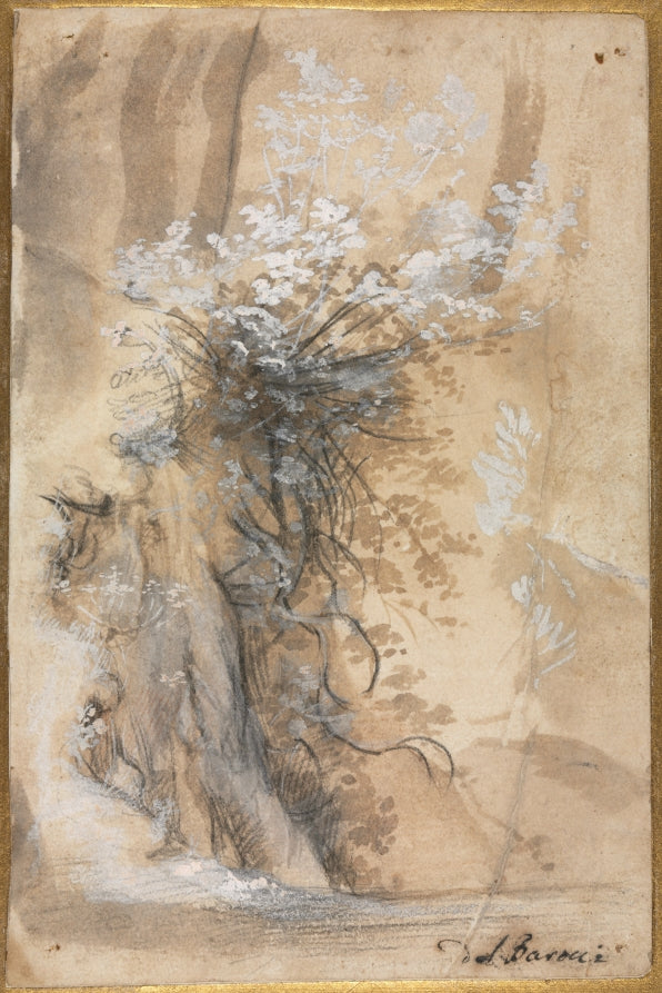 Flowering Bush above an Eroded Bank by Federico Barocci (Italian, 1528–1612) - Classic Art canvas print