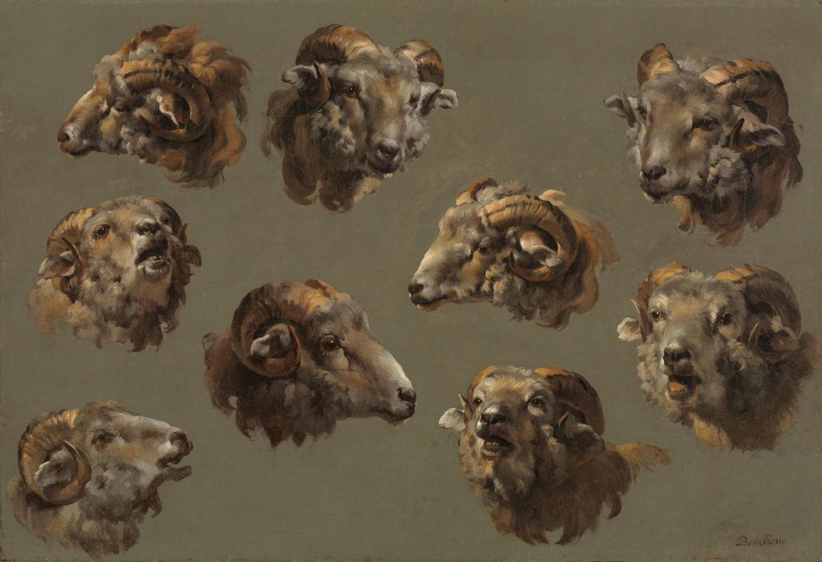 Studies of Ram Heads by  - Classic Art canvas print