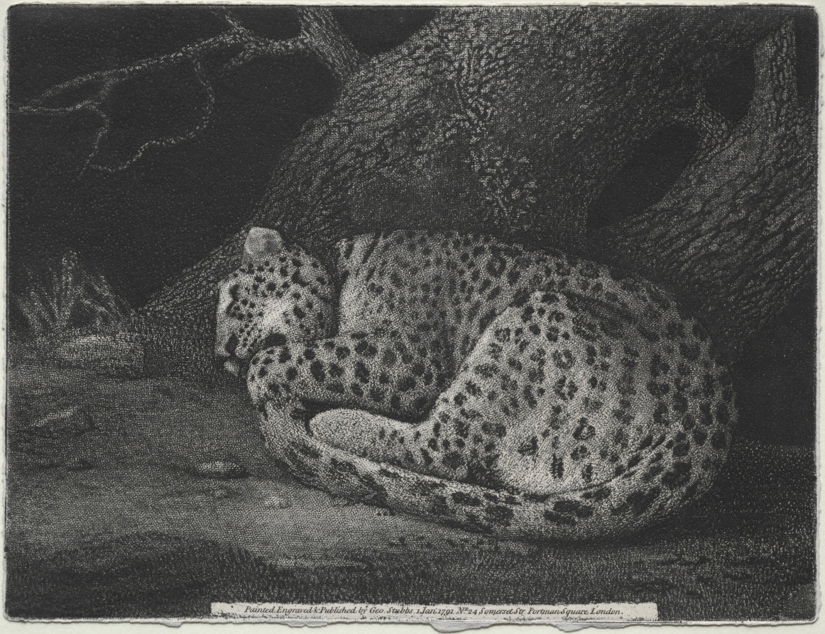 A Sleeping Leopard by George Stubbs (British, 1724–1806) - Classic Art canvas print