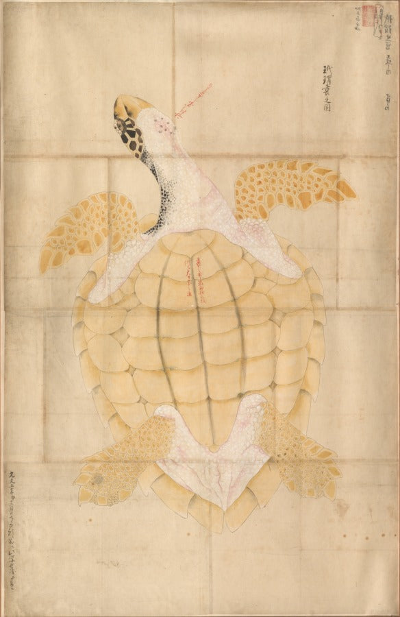 Tortoise by  - Classic Art canvas print