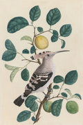 Hoopoe on a Citrus Tree Branch by  - Classic Art canvas print