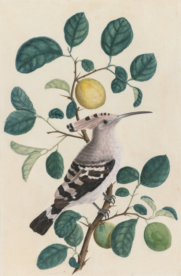 Hoopoe on a Citrus Tree Branch by  - Classic Art canvas print