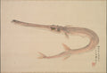 Needlefish Yagara by Nakajima Raishō (Japanese, 1796–1871) - Classic Art canvas print