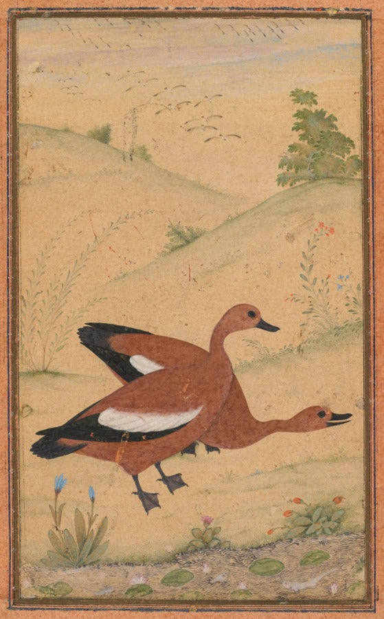 A pair of Brahminy ducks by  - Classic Art canvas print