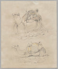 Study of Camels by  - Classic Art canvas print