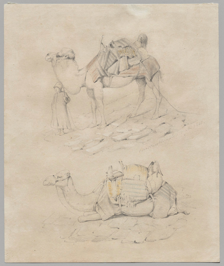 Study of Camels by  - Classic Art canvas print