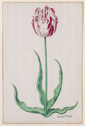 Study of a Tulip Ammirael Winckel by Pieter Holsteyn II (Dutch, c.1612–1673) - Classic Art canvas print