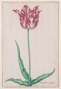 Study of a Tulip Gemarmerde van Jasper by Pieter Holsteyn II (Dutch, c.1612–1673) - Classic Art canvas print