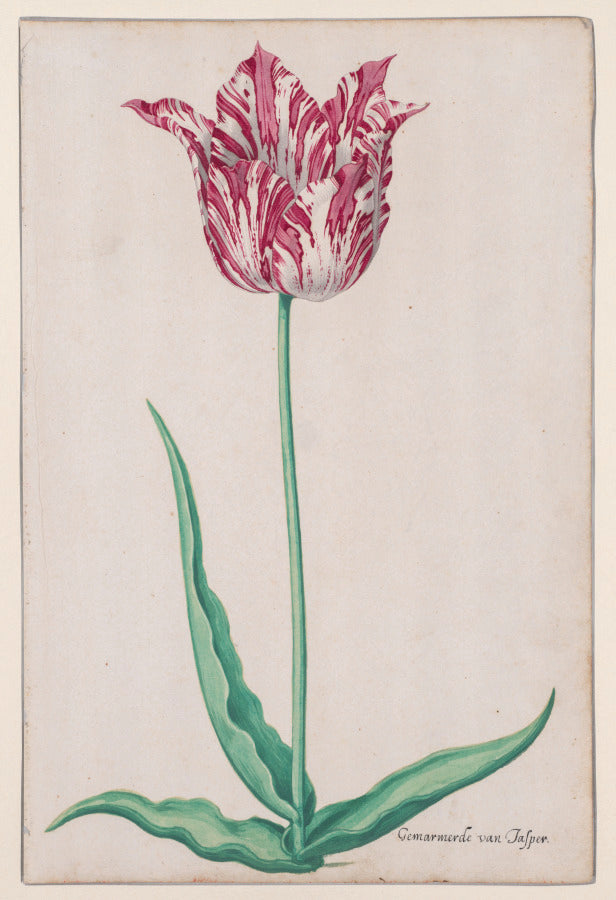 Study of a Tulip Gemarmerde van Jasper by Pieter Holsteyn II (Dutch, c.1612–1673) - Classic Art canvas print