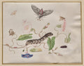 Convolvulus and Metamorphosis of the Convolvulus Hawk Moth by Maria Sibylla Merian (German, active Netherlands, 1647–1717) - Classic Art canvas print