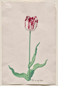 Study of a Tulip Wit en root boode by Pieter Holsteyn II (Dutch, c.1612–1673) - Classic Art canvas print