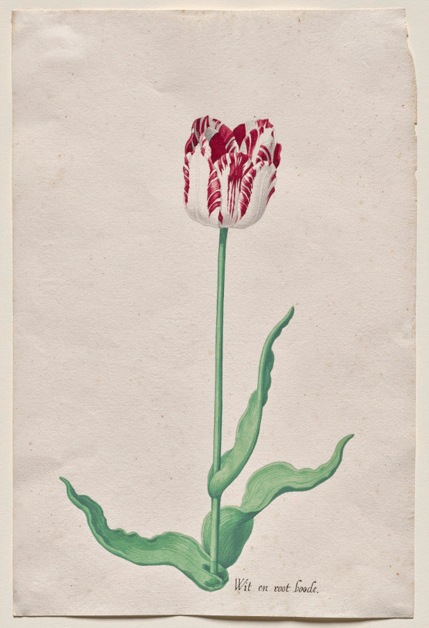 Study of a Tulip Wit en root boode by Pieter Holsteyn II (Dutch, c.1612–1673) - Classic Art canvas print