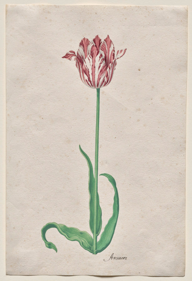 Study of a Tulip Anvaers by Pieter Holsteyn II (Dutch, c.1612–1673) - Classic Art canvas print