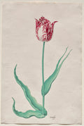 Study of a Tulip 't roosje by Pieter Holsteyn II (Dutch, c.1612–1673) - Classic Art canvas print