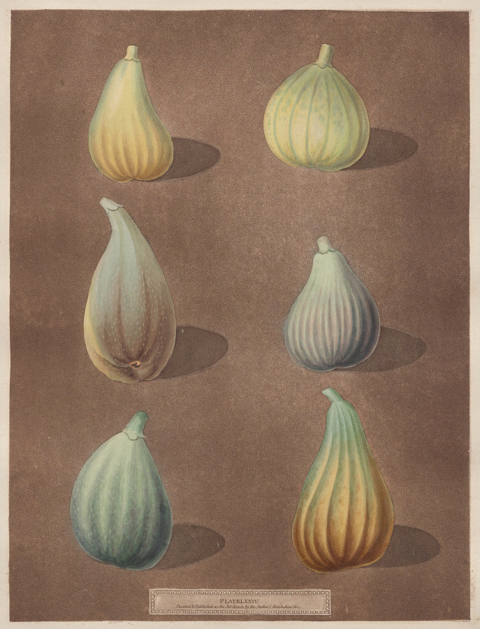 Pomona Britannica No. 74 - Figs by Richard Brookshaw (British, 1736–1810) - Classic Art canvas print
