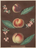 Pomona Britannica No. 33 - Peaches by George Brookshaw (British, 1751–1823) - Classic Art canvas print