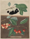 Pomona Britannica No. 10 - Cherries by George Brookshaw (British, 1751–1823) - Classic Art canvas print