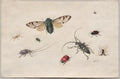 Studies of Insects by Johannes Bronckhorst (Netherlands, 1648–1727) - Classic Art canvas print