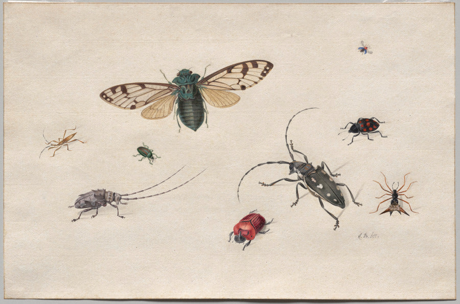 Studies of Insects by Johannes Bronckhorst (Netherlands, 1648–1727) - Classic Art canvas print