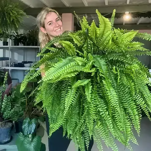💥This Week's Special Price $19.98🌱UV Resistant Lifelike Artificial Boston Fern