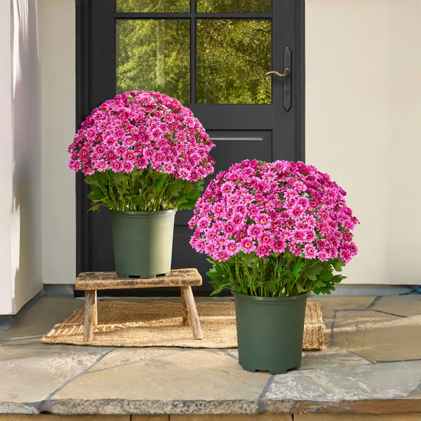 🏆Flash Sale⚡Artificial Outdoor Sunset Mums Flowers - UV resistant, Waterproof, Windproof
