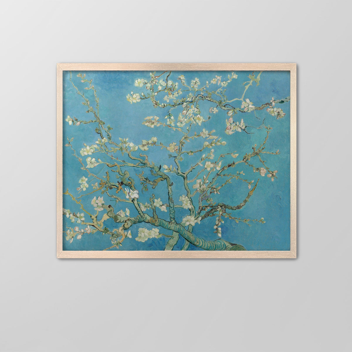 Almond Blossom Canvas Print