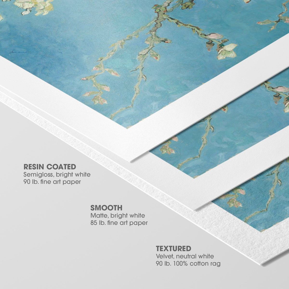 Almond Blossom Canvas Print