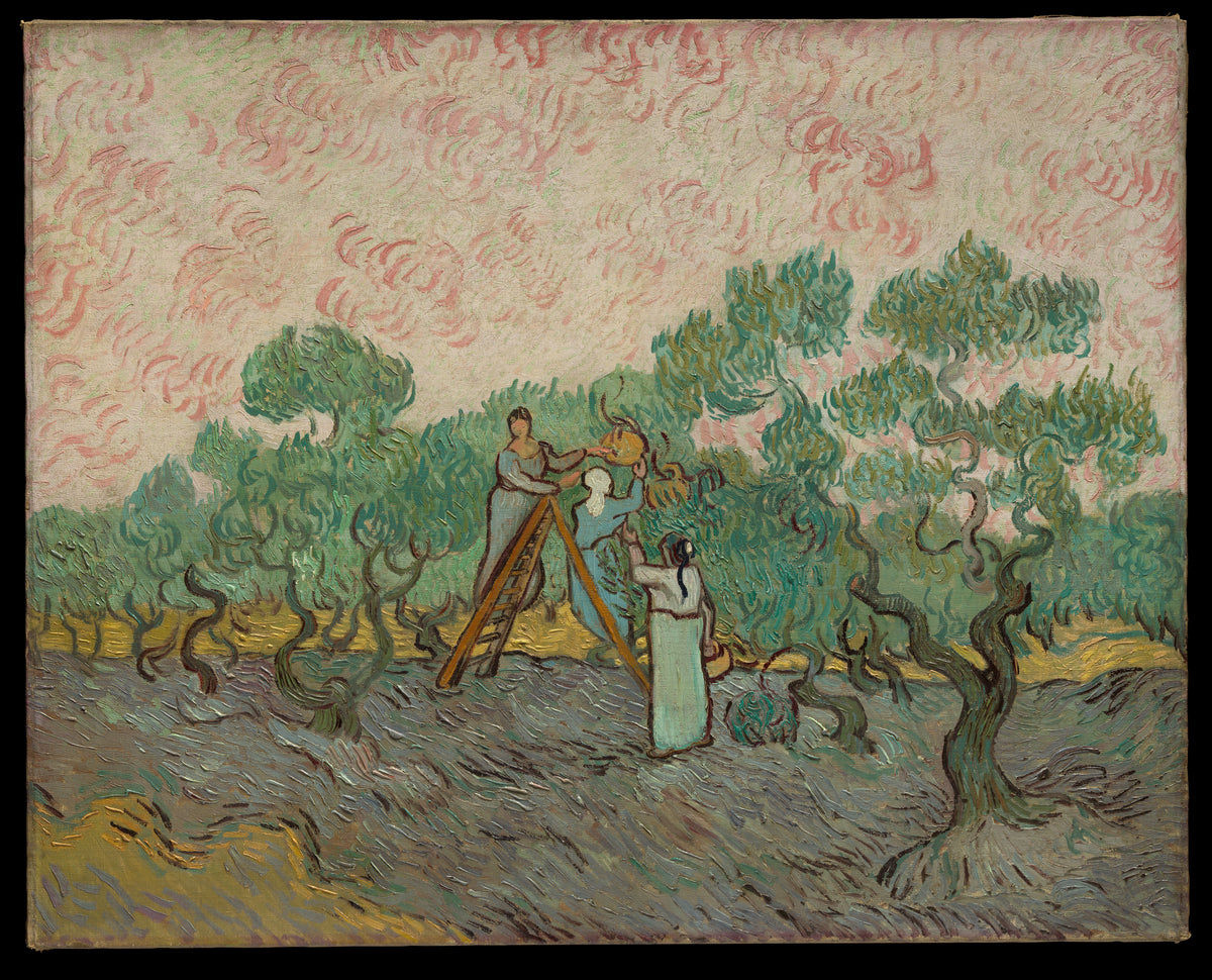 Women Picking Olives by Vincent van Gogh - Post-Impressionist canvas print