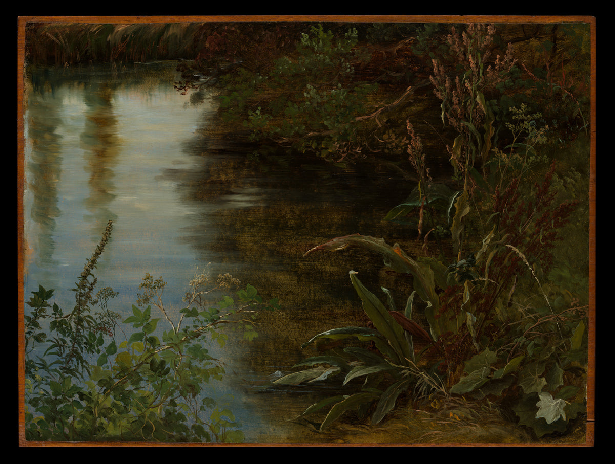 Study of Water and Plants by Thomas Fearnley - Classic Art canvas print