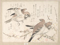 Sparrows and Plum Blossoms by Kubo Shunman - Ukiyo-e canvas print