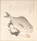 Tai Fish and Top-Shells by Kubo Shunman - Ukiyo-e canvas print