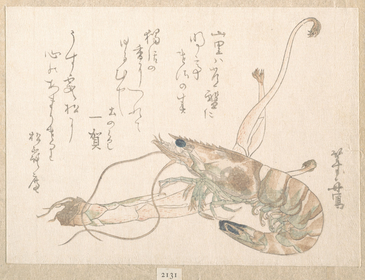 Shrimp and Udo Plant by Uematsu Tōshū - Ukiyo-e canvas print