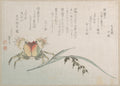 Crab and Rice Plant by Katsushika Hokusai - Ukiyo-e canvas print